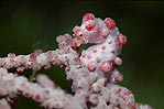 Pygmy Seahorse