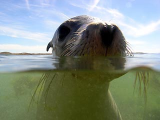 Kiss the Glass