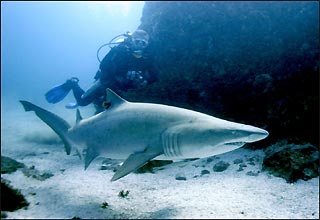 Grey Nurse Shark, Julian Rocks, Byron Bay