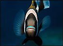 Blue-lip Anemonefish, Julian Rocks, Byron Bay