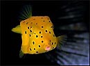 Juvenile Yellow Boxfish, Julian Rocks, Byron Bay