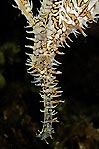 Ghostpipefish