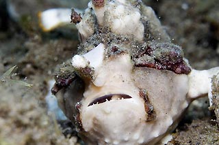 Frogfish