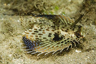 Flying Gurnard