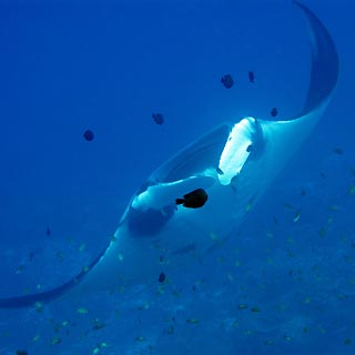 Manta Ray