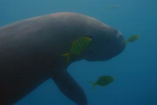 Dugong