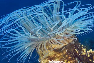 Wavy Anemone