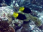 Unidentified Rabbitfish, Fiji