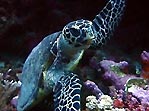 Hawksbill Turtle at 'Turtle Liar', Fiji