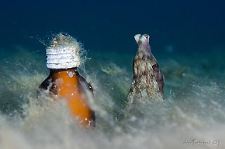 Medicine Octopus