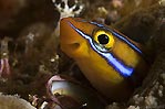 Smiling Fang Blenny