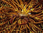 Crab in yellow crinoid