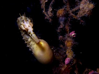 Big-bellied Seahorse