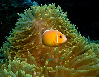 Pink Anemone Fish