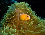 Pink Anemone Fish