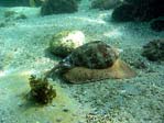 Sea Snail at Shelly Beach