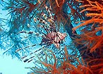 Lionfish