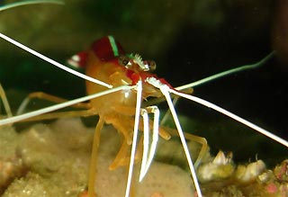 Cleaner Shrimp