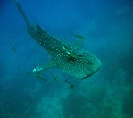 Whaleshark