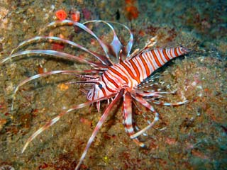 Lionfish