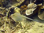 Blue-spotted Ray