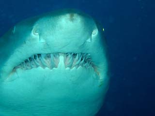 Grey Nurse Shark