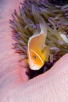 Anemonefish