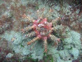 Interesting Slate Pencil Urchin