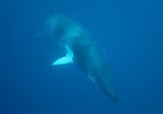 Minke Whale