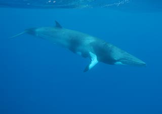 Minke Whale