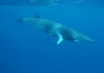 Minke Whale