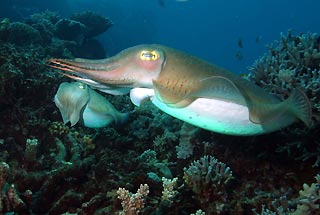 Cuttlefish