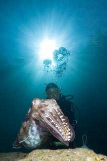 Diver & Cuttlefish