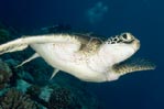 Green Turtle