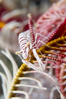 Crinoid Shrimp