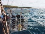 Great White Shark (Carcharodon carcharias) with Rodney Fox