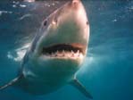 Great White Shark (Carcharodon carcharias) with Rodney Fox