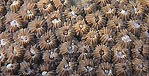 Hard Coral close-up