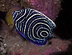 Juvenile Emperor Angelfish