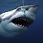 Great White Sharks - The Truth