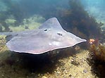 Stingray and friends