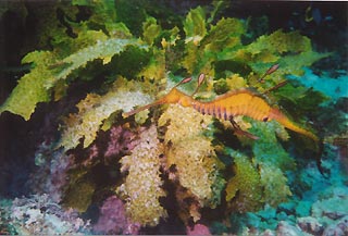 Weedy Seadragon in Jervis