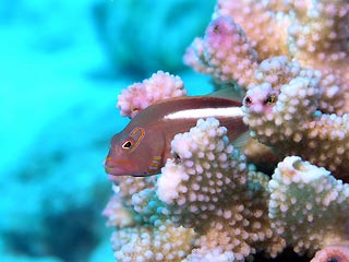 Ring-eye Hawkfish