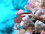 Ring-eye Hawkfish