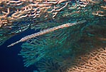 A juvenile flutemouth tries to blend in, Sulawesi, Indonesia