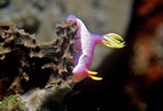 Colourful nudibranchs everywhere, Sulawesi, Indonesia