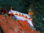 Another gorgeous nudibranch, Sulawesi, Indonesia