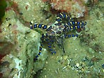 Blue-ringed Octopus