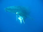 Humpback encounter