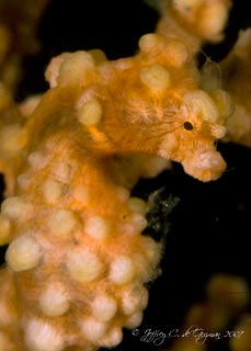 Pygmy Seahorse